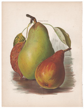 Pears